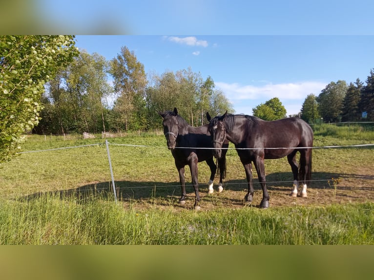 Schweres Warmblut Stute 5 Jahre 163 cm Rappe in Chemnitz, Sachsen