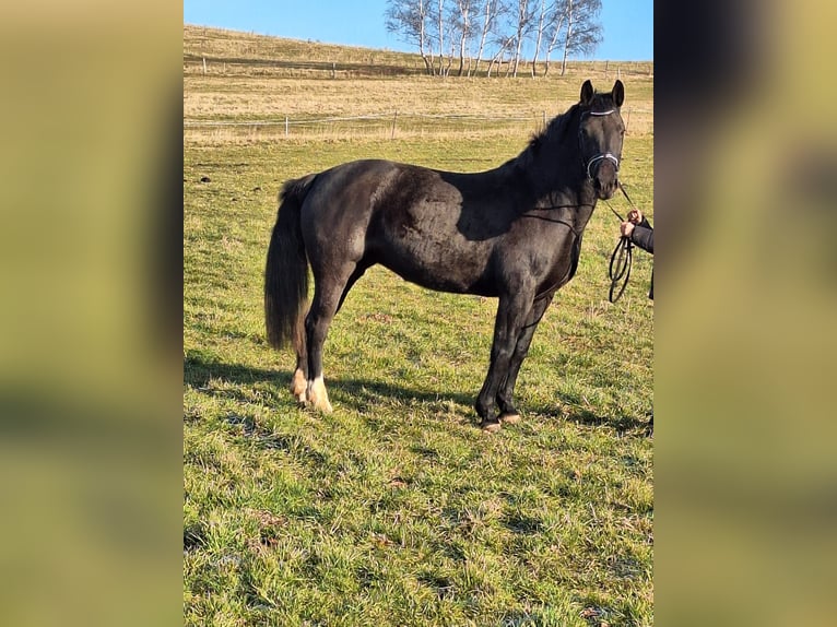Schweres Warmblut Stute 5 Jahre 163 cm Rappe in Chemnitz, Sachsen