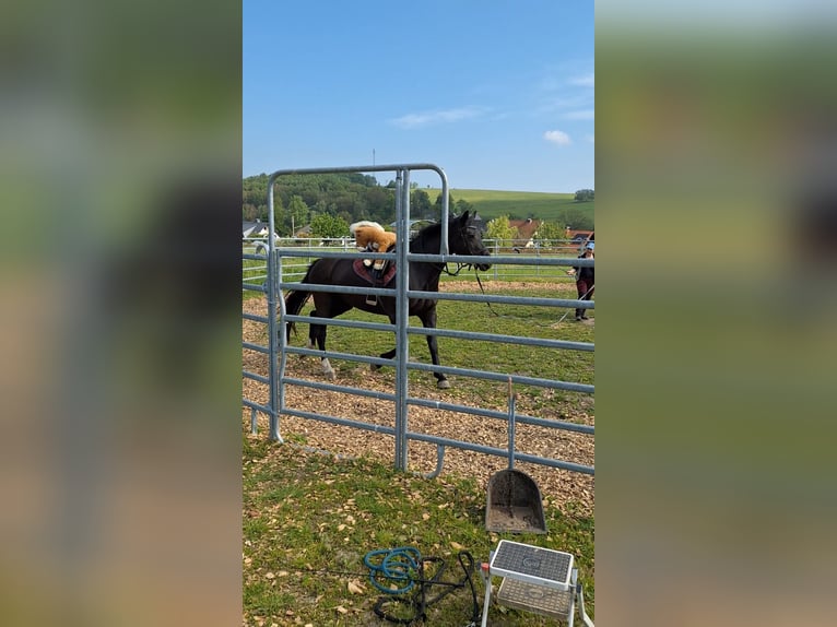 Schweres Warmblut Stute 5 Jahre 163 cm Rappe in Chemnitz, Sachsen