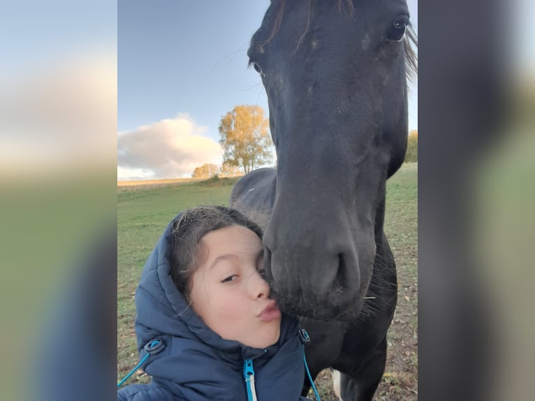 Schweres Warmblut Stute 5 Jahre 163 cm Rappe in Chemnitz, Sachsen