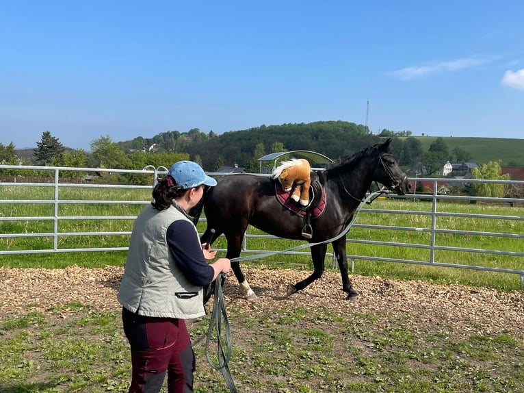 Schweres Warmblut Stute 5 Jahre 163 cm Rappe in Chemnitz, Sachsen