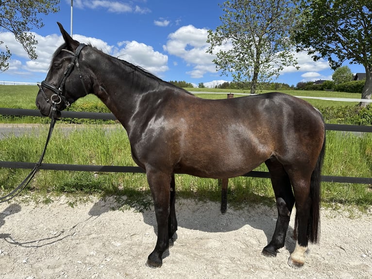 Schweres Warmblut Stute 5 Jahre 164 cm Rappe in Thalheim / Erzgebirge