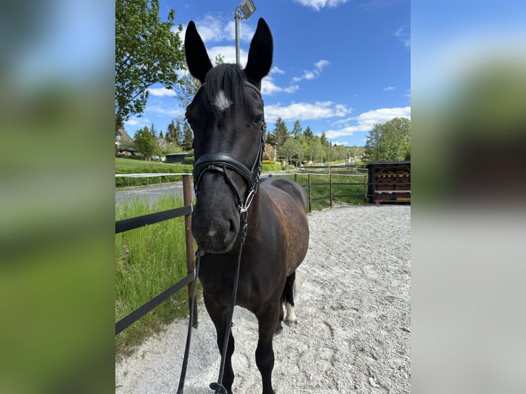 Schweres Warmblut Stute 5 Jahre 164 cm Rappe in Thalheim / Erzgebirge