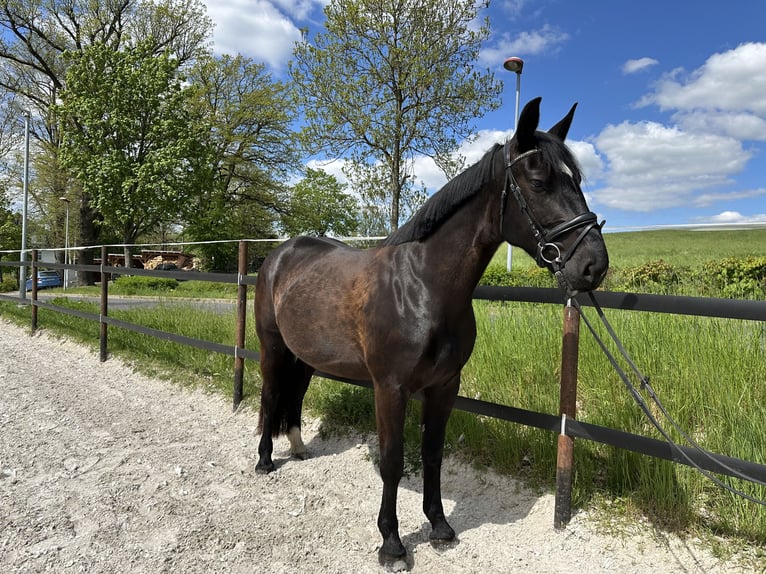 Schweres Warmblut Stute 5 Jahre 164 cm Rappe in Thalheim / Erzgebirge
