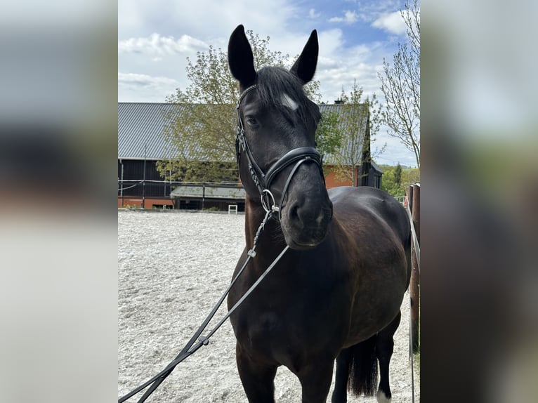 Schweres Warmblut Stute 5 Jahre 164 cm Rappe in Thalheim / Erzgebirge