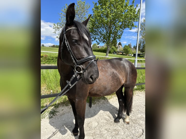 Schweres Warmblut Stute 5 Jahre 164 cm Rappe in Thalheim / Erzgebirge