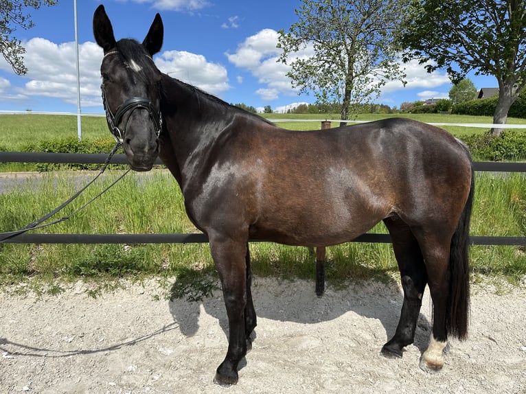 Schweres Warmblut Stute 5 Jahre 164 cm Rappe in Thalheim / Erzgebirge