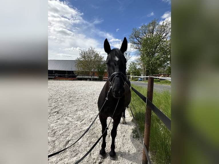 Schweres Warmblut Stute 5 Jahre 164 cm Rappe in Thalheim / Erzgebirge
