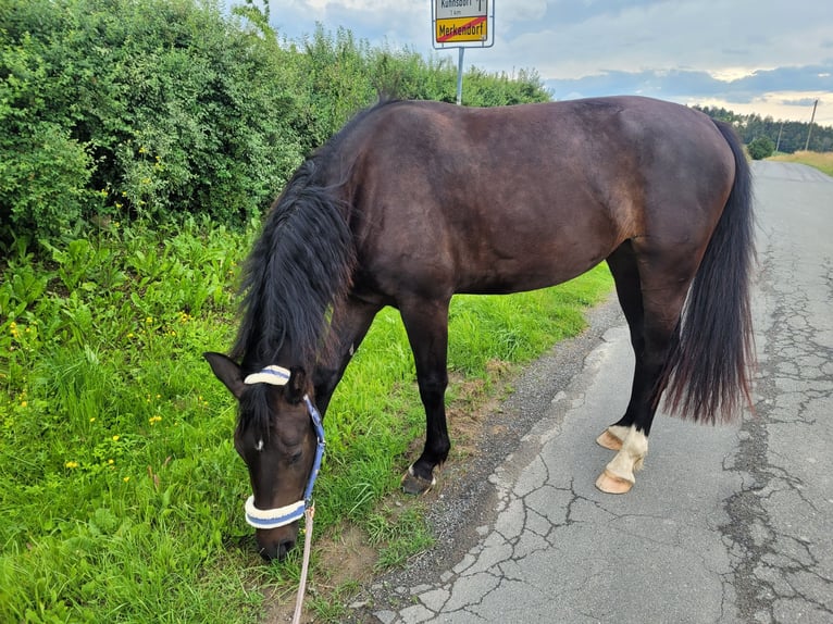 Schweres Warmblut Stute 5 Jahre 164 cm Schwarzbrauner in Zeulenroda-Triebes
