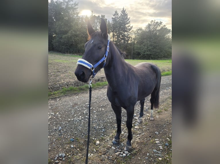Schweres Warmblut Stute 5 Jahre 164 cm Schwarzbrauner in Zeulenroda-Triebes