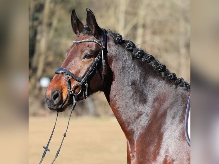 Schweres Warmblut Stute 5 Jahre 165 cm Brauner in Moritzburg