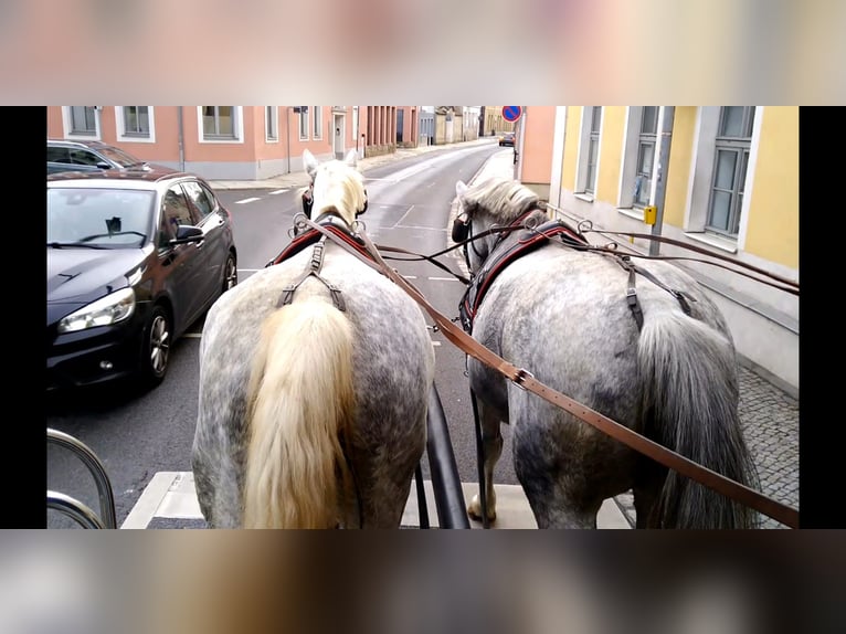 Schweres Warmblut Stute 5 Jahre 165 cm Schimmel in Kamenz