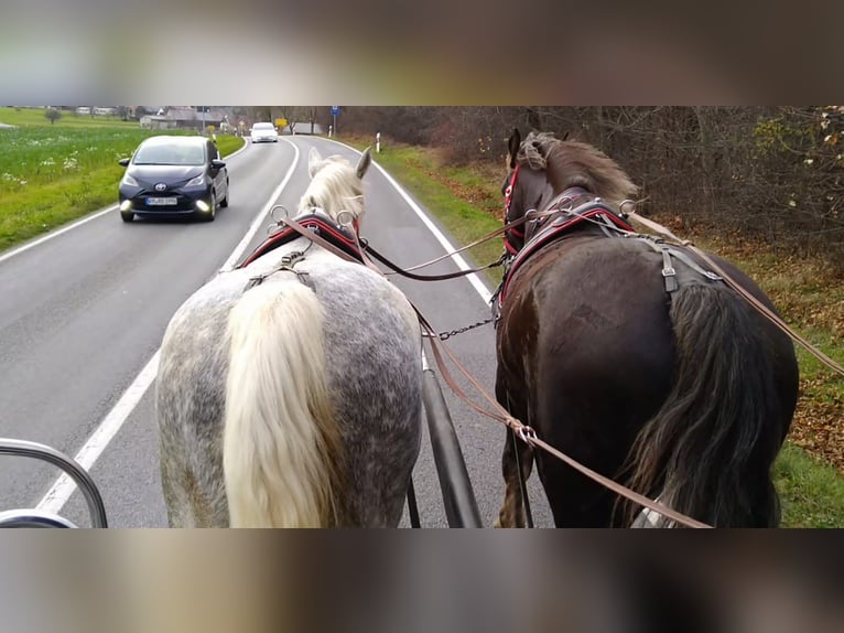 Schweres Warmblut Stute 5 Jahre 165 cm Schimmel in Kamenz