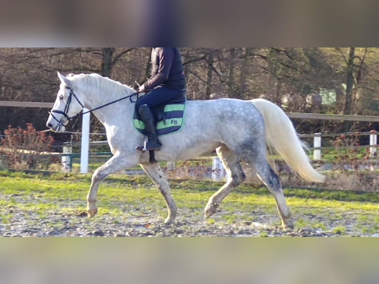 Schweres Warmblut Stute 5 Jahre 165 cm Schimmel in Kamenz