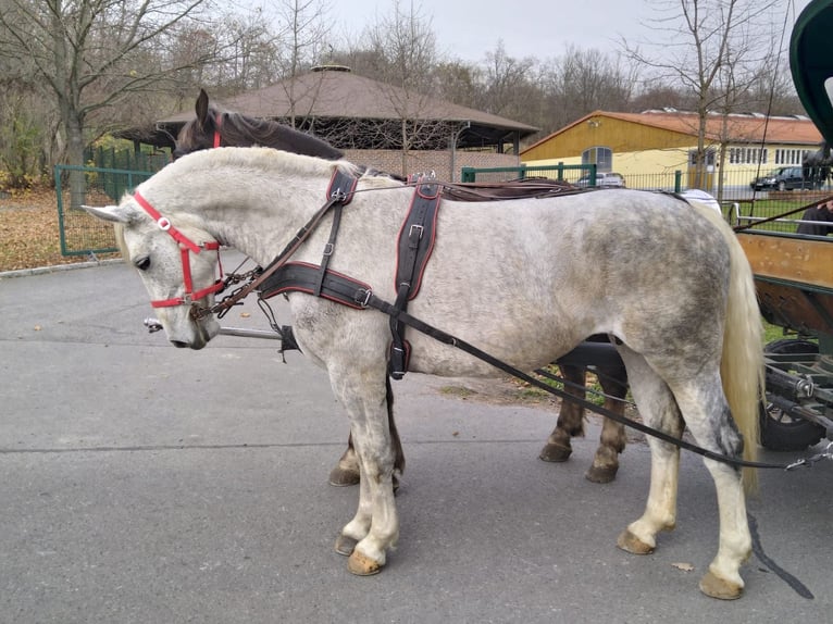Schweres Warmblut Stute 5 Jahre 165 cm Schimmel in Kamenz