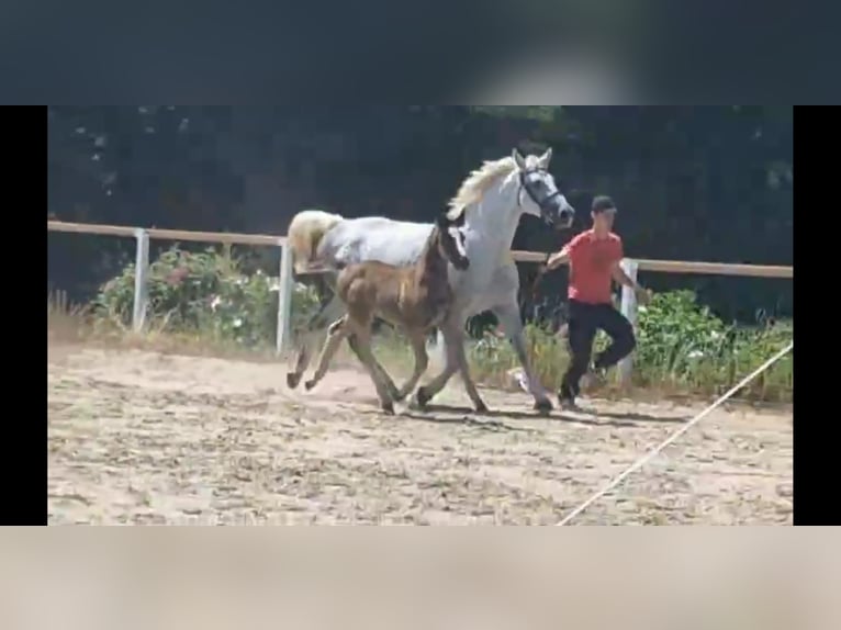 Schweres Warmblut Stute 5 Jahre 166 cm Schimmel in Kamenz