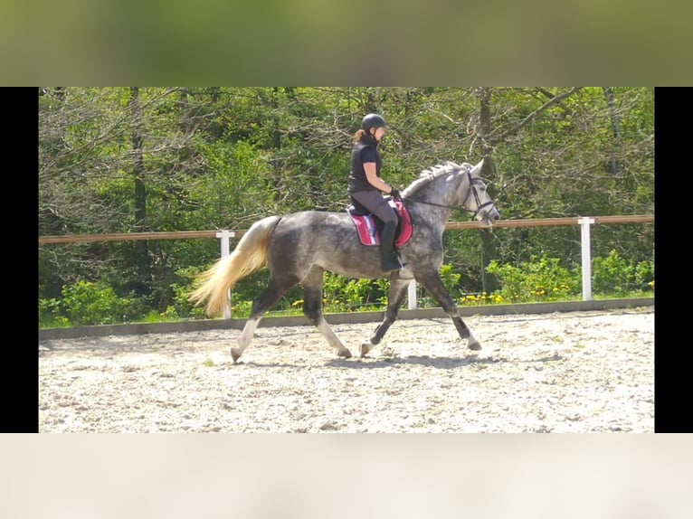 Schweres Warmblut Stute 5 Jahre 166 cm Schimmel in Kamenz