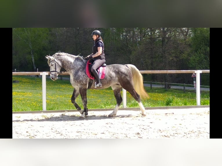 Schweres Warmblut Stute 5 Jahre 166 cm Schimmel in Kamenz