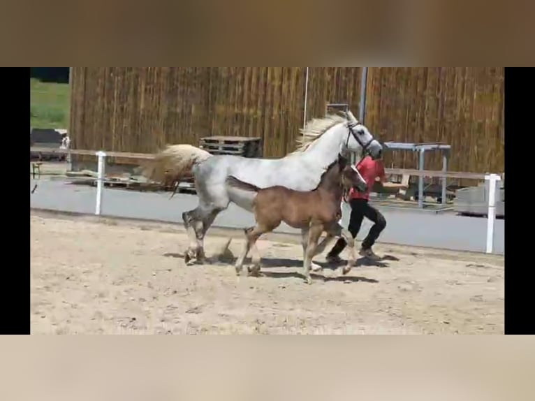 Schweres Warmblut Stute 5 Jahre 166 cm Schimmel in Kamenz