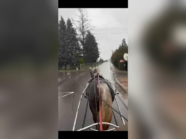 Schweres Warmblut Stute 5 Jahre 166 cm Schimmel in Kamenz