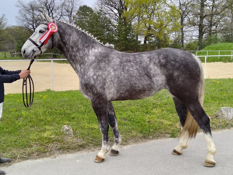 Schweres Warmblut Stute 5 Jahre 166 cm Schimmel in Kamenz