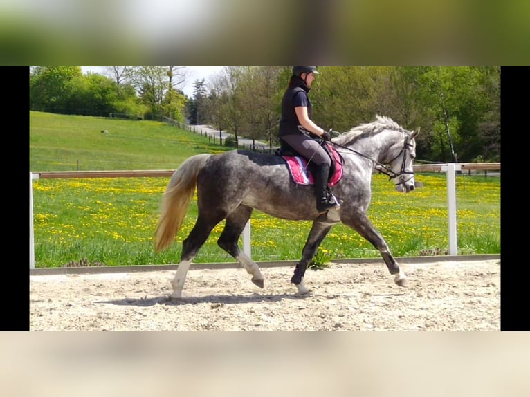 Schweres Warmblut Stute 5 Jahre 166 cm Schimmel in Kamenz