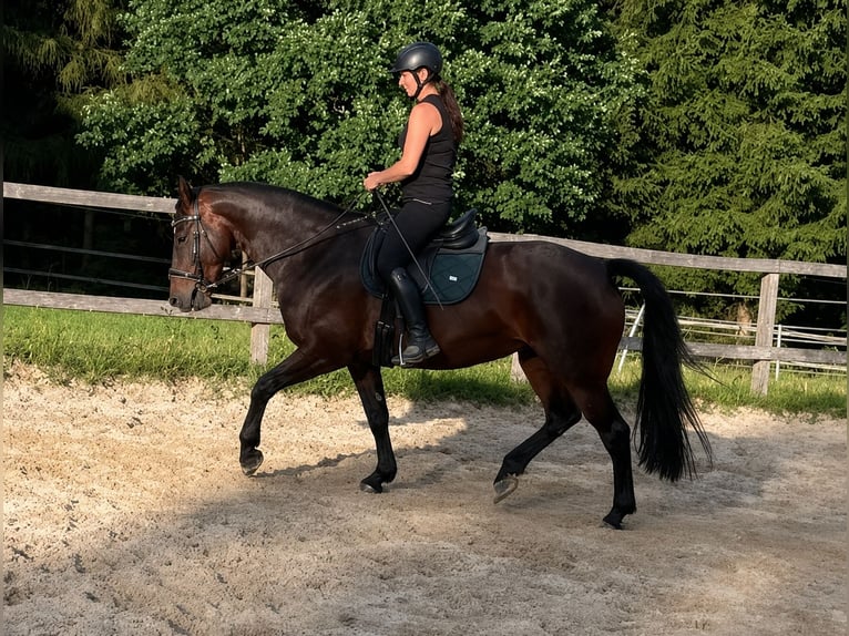 Schweres Warmblut Stute 6 Jahre 160 cm Dunkelbrauner in Klipphausen