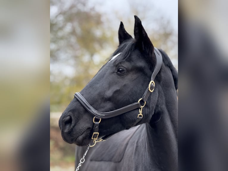 Schweres Warmblut Stute 6 Jahre 160 cm Rappe in Mainbernheim