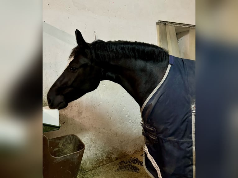 Schweres Warmblut Stute 6 Jahre 161 cm Rabicano in Berkheim