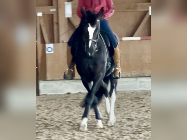 Schweres Warmblut Stute 6 Jahre 161 cm Rappe in Tulln