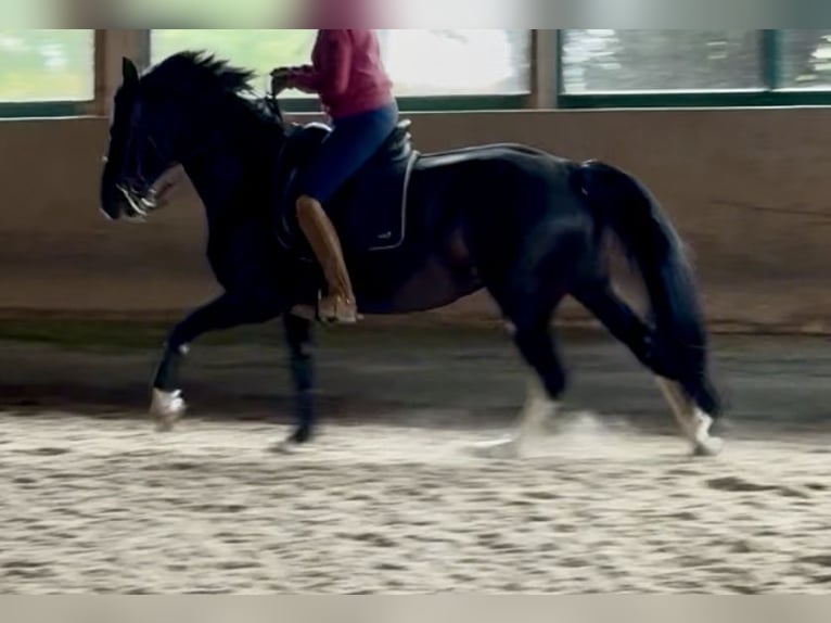 Schweres Warmblut Stute 6 Jahre 161 cm Rappe in Tulln