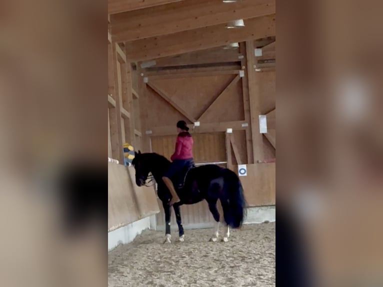 Schweres Warmblut Stute 6 Jahre 161 cm Rappe in Tulln