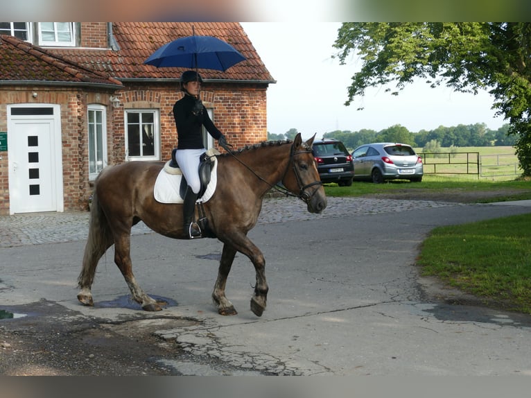 Schweres Warmblut Stute 6 Jahre 163 cm Dunkelfuchs in Ganschow