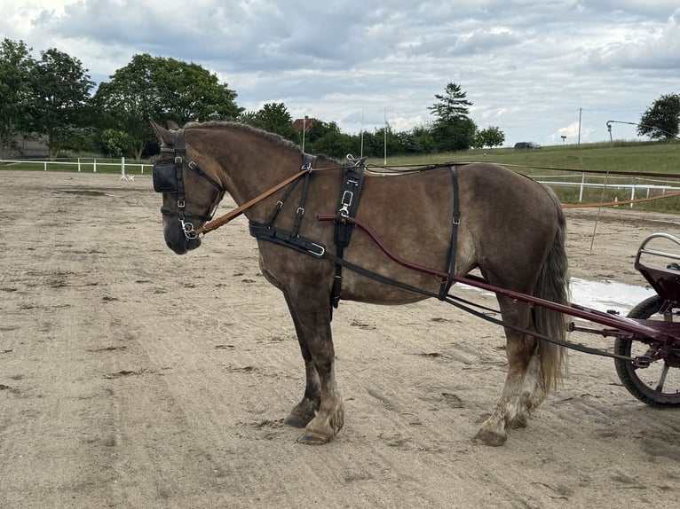 Schweres Warmblut Stute 6 Jahre 163 cm Dunkelfuchs in Ganschow