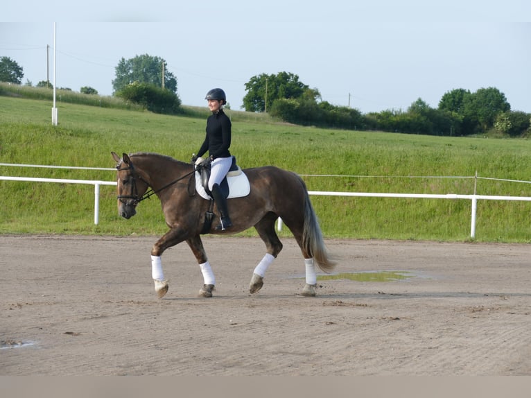 Schweres Warmblut Stute 6 Jahre 163 cm Dunkelfuchs in Ganschow