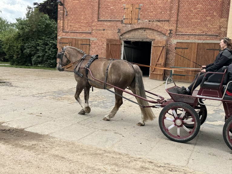 Schweres Warmblut Stute 6 Jahre 163 cm Dunkelfuchs in Ganschow