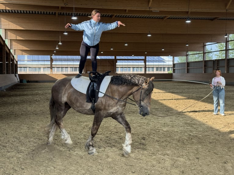 Schweres Warmblut Stute 6 Jahre 163 cm Dunkelfuchs in Ganschow