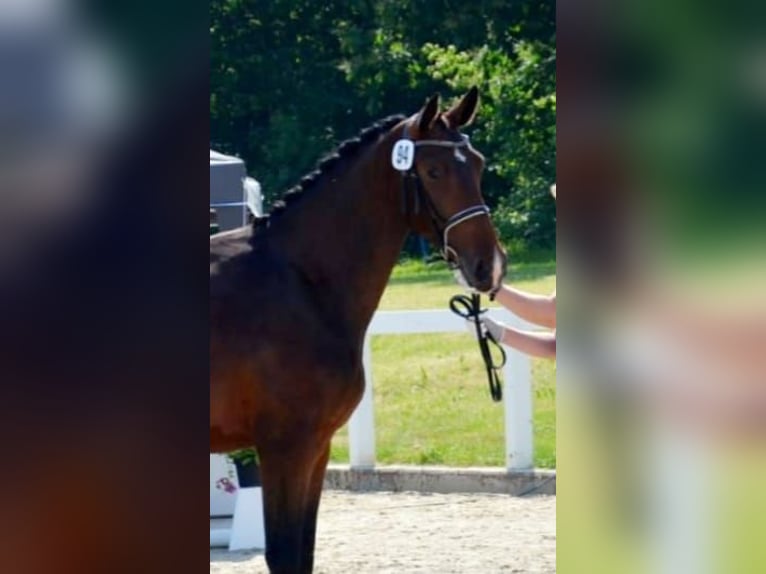 Schweres Warmblut Stute 6 Jahre 164 cm Brauner in Erfurt