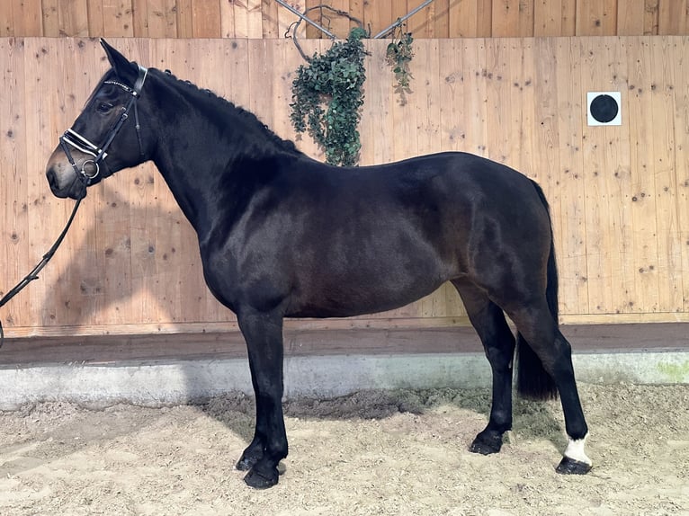 Schweres Warmblut Stute 6 Jahre 164 cm Dunkelbrauner in Riedlingen