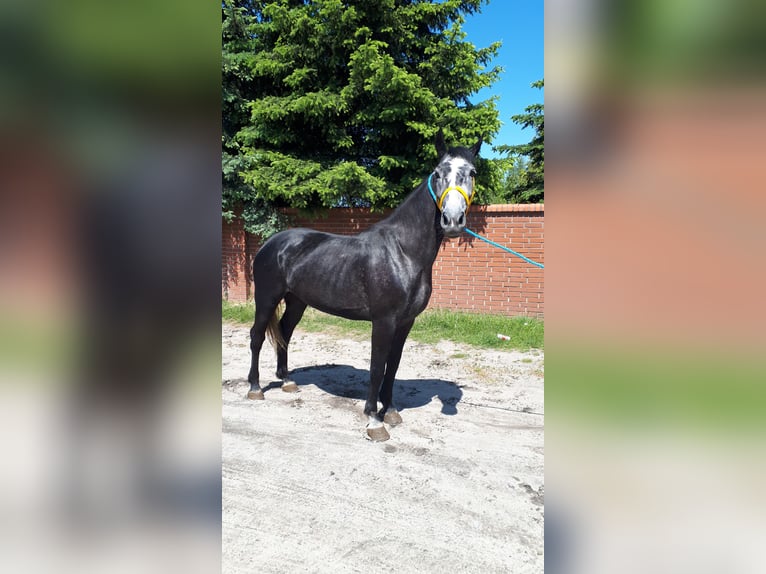 Schweres Warmblut Stute 6 Jahre 165 cm Blauschimmel in Görzke