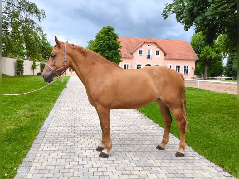 Schweres Warmblut Stute 6 Jahre 165 cm in Pyrbaum