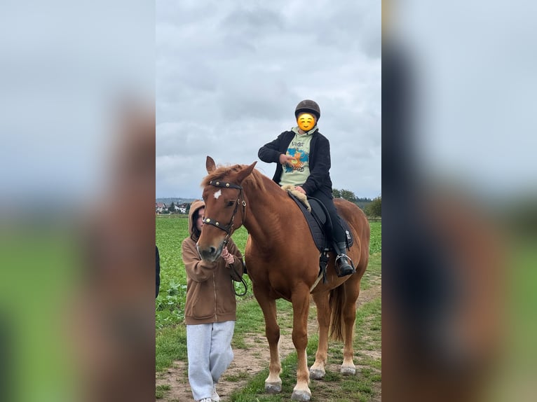 Schweres Warmblut Stute 6 Jahre 165 cm Fuchs in Babenhausen