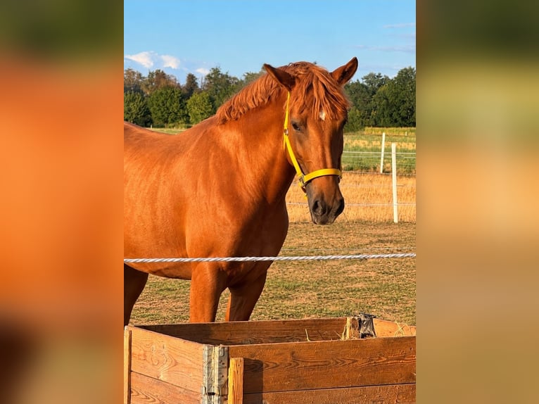 Schweres Warmblut Stute 6 Jahre 165 cm Fuchs in Babenhausen
