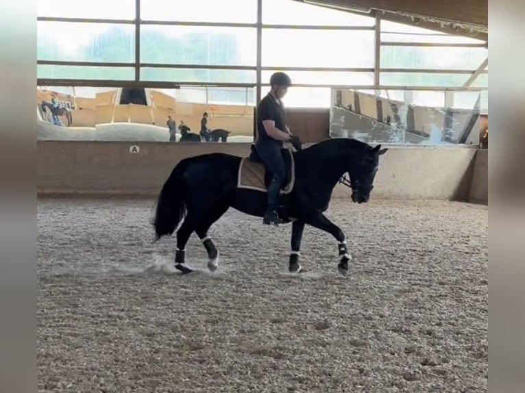 Schweres Warmblut Stute 6 Jahre 165 cm Schwarzbrauner in Schildow