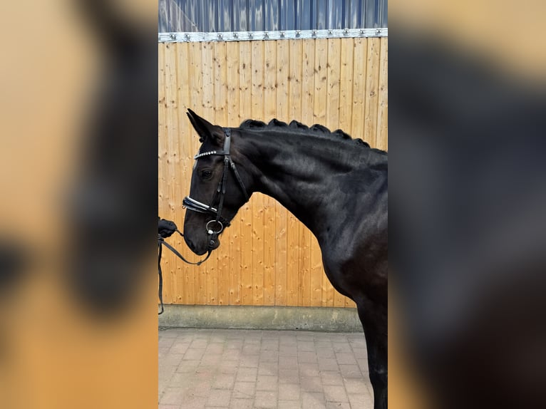 Schweres Warmblut Stute 6 Jahre 165 cm Schwarzbrauner in Schildow