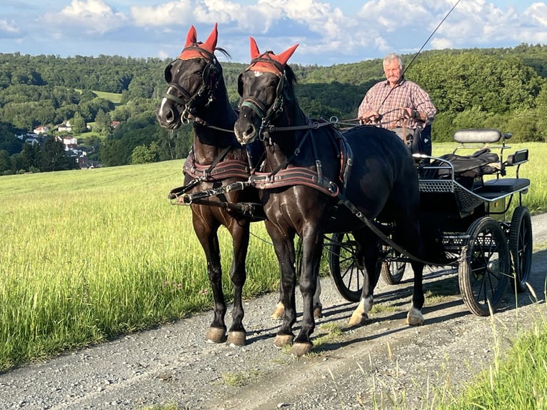 Schweres Warmblut Stute 6 Jahre 166 cm Rappe in Weilburg