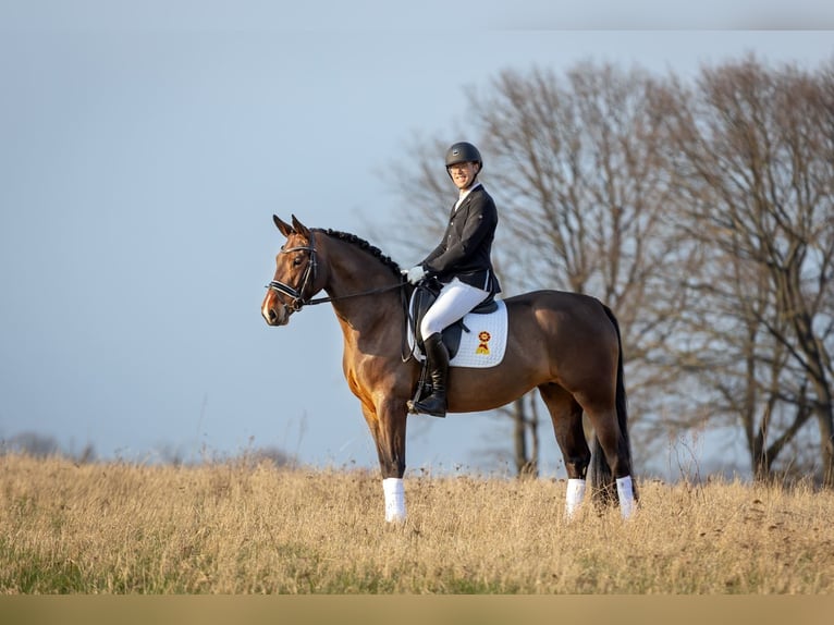 Schweres Warmblut Stute 6 Jahre 167 cm Dunkelbrauner in Moritzburg