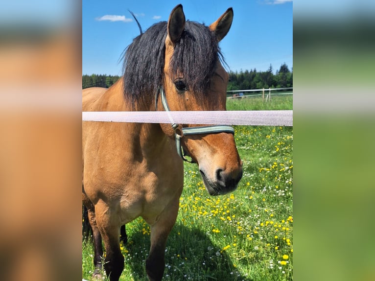 Schweres Warmblut Stute 7 Jahre 149 cm Falbe in Kaisersbach