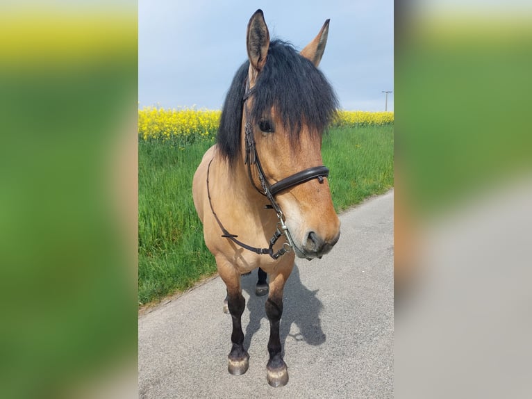 Schweres Warmblut Stute 7 Jahre 149 cm Falbe in Kaisersbach