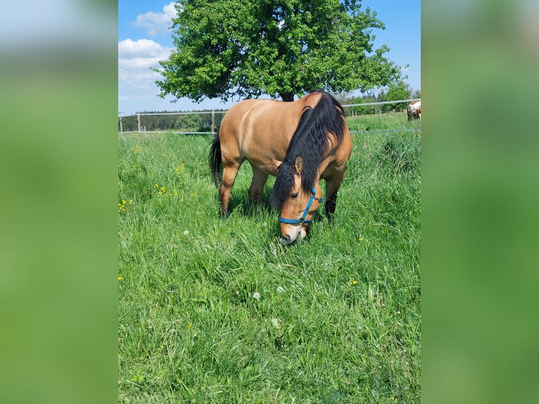 Schweres Warmblut Stute 7 Jahre 149 cm Falbe in Kaisersbach